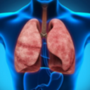 Дыхательная система