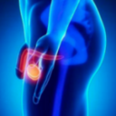 Мужская половая система