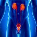 Почки, мочевой пузырь