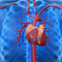 Сердце и сосуды