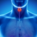 Щитовидная железа
