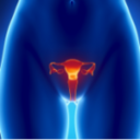 Женская репродуктивная система