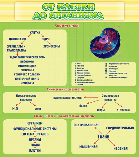Стенд От клетки до организма
