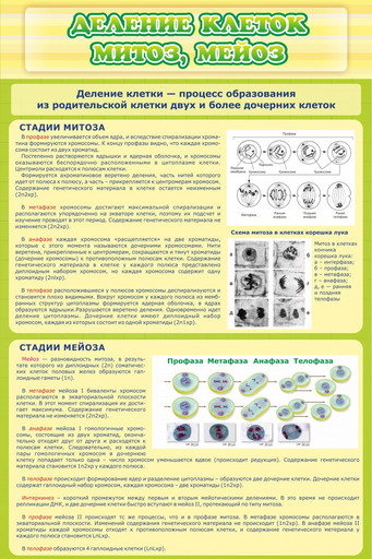 Стенд Деление клеток митоз мейоз