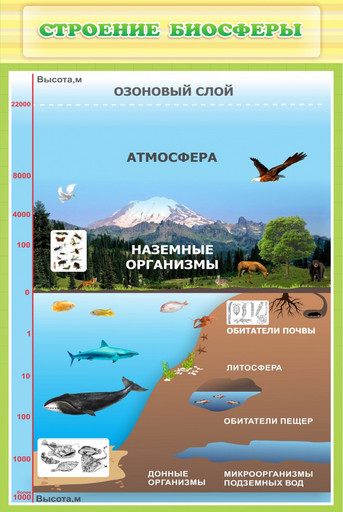 Стенд Строение биосферы