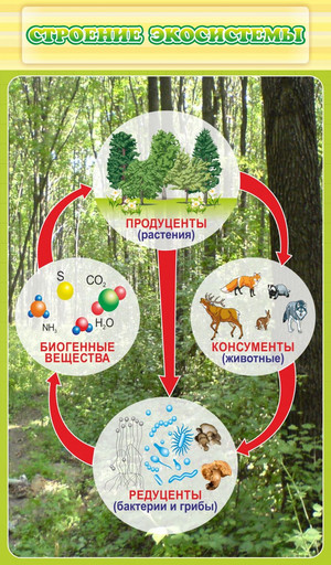 Стенд Строение экосистемы