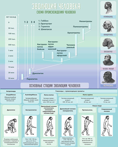 Стенд Эволюция человека №1