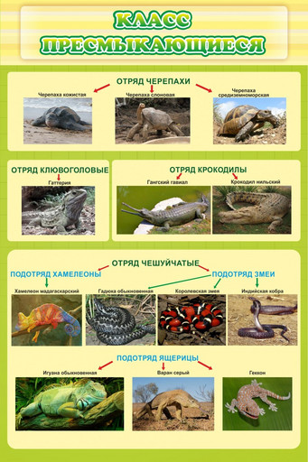 Стенд Класс пресмыкающиеся для биологии