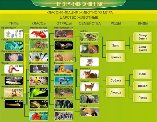 Стенд Систематика животных