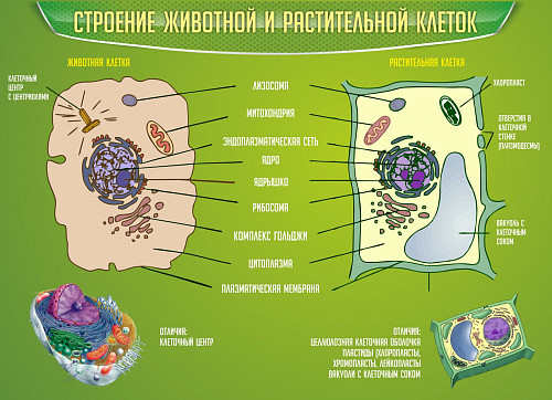 Стенд Строение животной и растительной клеток для кабинета биологии