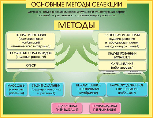 Стенд Методы селекции и биотехнологии для кабинета биологии