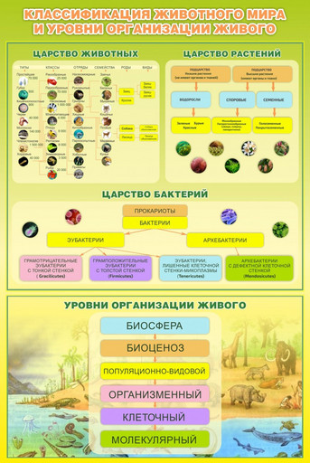 Стенд Классификация животного мира