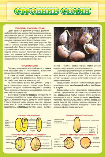 Стенд Строение семян