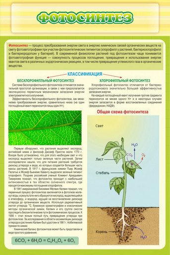 Стенд Фотосинтез