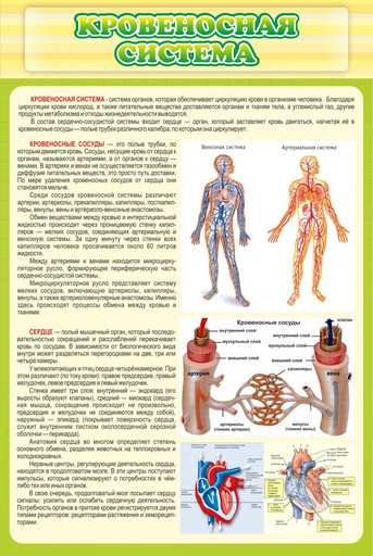 Стенд Кровеносная система