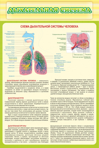 Стенд Дыхательная система