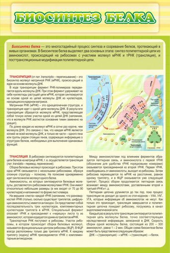 Стенд Биосинтез белка