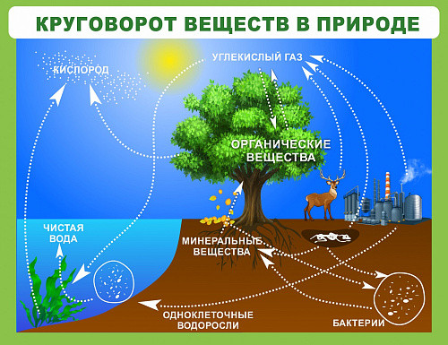 Стенд Круговорот веществ для кабинета биологии