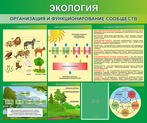 Стенд Экология Организация и функционирование сообществ