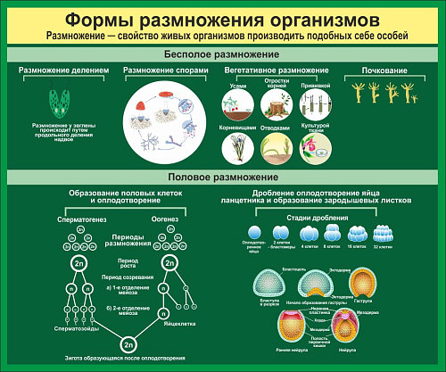 Стенд Формы размножения организмов