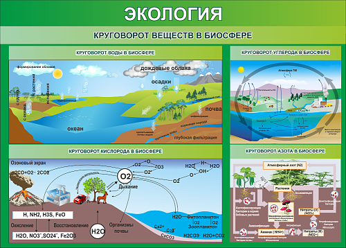 Стенд Круговорот веществ в биосфере для кабинета биологии