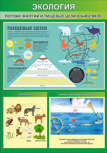 Стенд Потоки энергии и пищевые цепи в биосфер