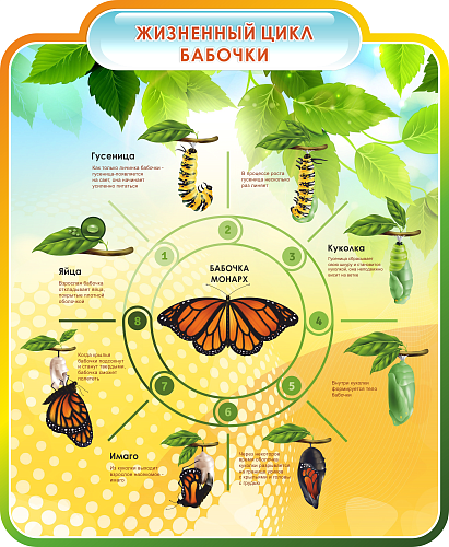 Стенд Жизненный цикл бабочки резной для кабинета биологии