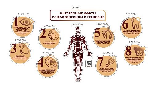 Комплект стендов Интересные факты о человеческом организме резных для кабинета биологии