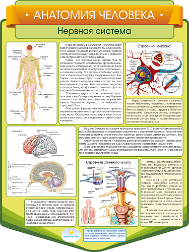 Стенд Анатомия человека. Нервная система резной