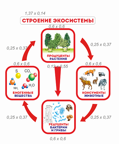 Комплект стендов Строение экосистемы резных для кабинета биологии