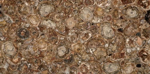 Petrified Wood (Round) (Compound With Granit)